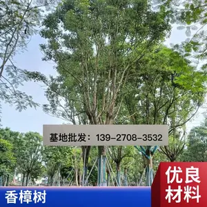 ������ ͥԺ�羰�� �����̻���ľ �е����ļ�����