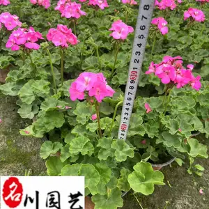 供应天竺葵杯苗 成都天竺葵基地直供 四川时令草花批发供应 价格实惠