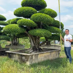 精品对节白蜡盆景 庭院造型树 京山对节白蜡现货批发