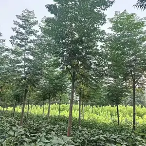 山东东昌府苦楝树批发出售18公分苦楝树厂家