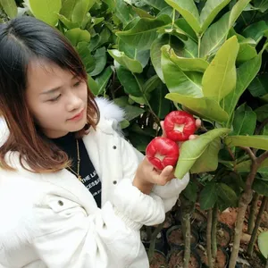 湛江大叶红莲雾苗出售 南北方种植当年结果 三水各类莲雾苗批发