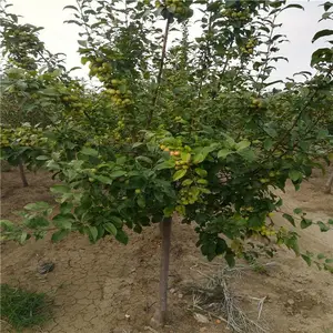 ���� ����������� ������������ؾ�Ӫ ����ũҵ