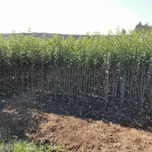 ��˶������ƻ�����·ݳ���/��˶ƻ���ó���/��˶ƻ����ǰ�����/��˶ƻ���۸�