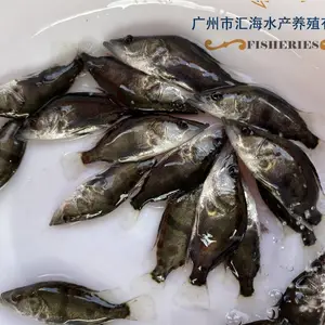 �ͼ�������ˮ��ֳ������ ������ ���������� ����