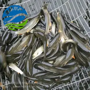 【苗场供货】2022年淡水青波鱼苗 丰产军鱼苗 光鱼苗水花苗