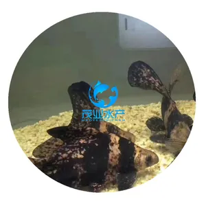 株洲胭脂鱼苗/湘潭胭脂鱼苗多少钱一斤/2019年一帆风顺胭脂鱼苗新苗