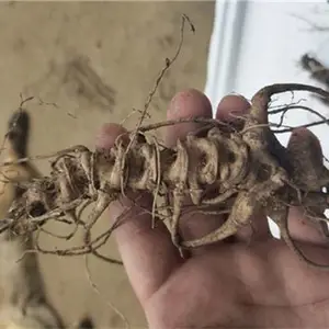 广东竹节参野三七种植基地清远天麻白芨栽培技术