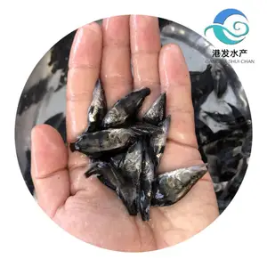 快大肉食桂鱼苗 港发鱼场提供 1公分起批 小鳜鱼 规格可选