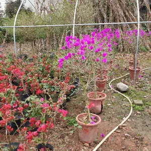 �ϻ�����÷�ı������� �컨����÷����۸� ����÷����