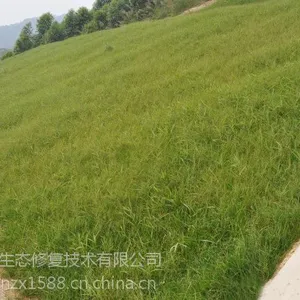 �����人��ƺ���ӱ��»������Ӹ���é