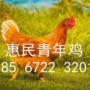 青年鸡的饲养管理