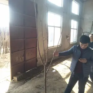 ����˹8��ӣ���� ��ӣ��Ҫ������Ϊ�ӽ����Ե�����