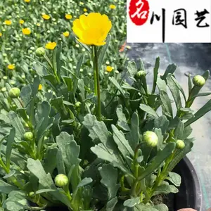 供应黄晶菊草花杯苗 成都时令草花批发 黄晶菊价格 耐寒耐旱黄晶菊