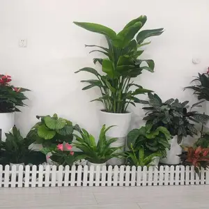 石景山花卉绿植出租 办公绿植花卉租赁租摆服务哪家好