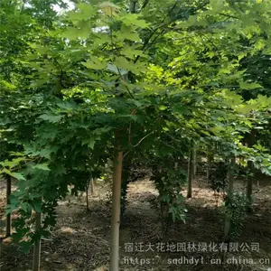 今年米径5公分美国红枫价格报价55元每棵美国红枫小苗多少钱一棵