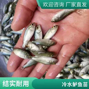 鲲腾鱼苗 加州鲈鱼苗养殖技术 彩虹鲷鱼苗 土鲶鱼苗