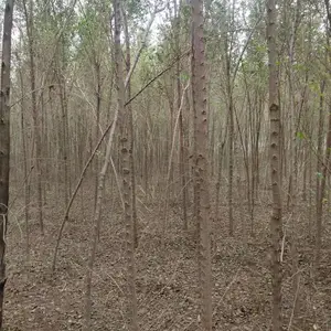陕西榆林二乔苗木榆树小苗基地装车价格,2米高榆树苗基地,榆树小苗产地报价