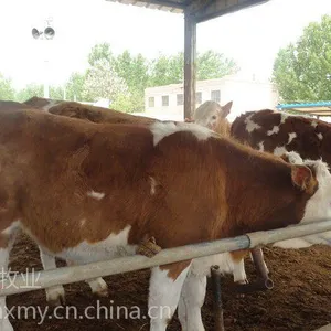 西门塔尔牛肉牛犊供成牛销路