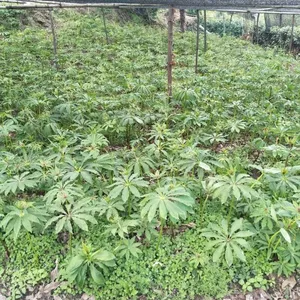 宜昌市铁壁寨蜜蜂专业合作社