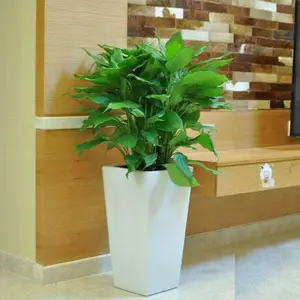 室内中型绿植万年青销售租赁合肥本地
