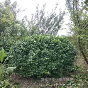 ����Ե 60������ì����� ��ì��Ʒ��ì�� ���ֹ��