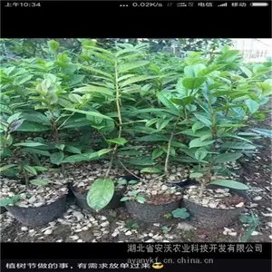 供应茶树苗茶苗安吉白茶苗茶树种苗茶苗龙井茶白茶苗子