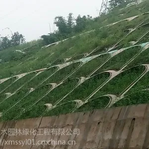 六盘水边坡复绿植草挂网挂那种好常用的草种草籽