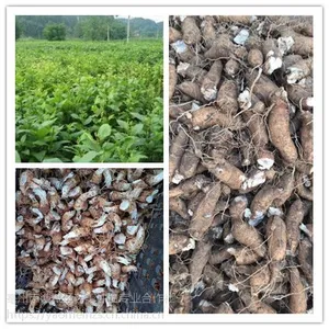 玄参种苗价 玄参芽子种植经济效益分析