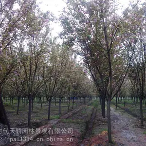 供应贵州重庆5公分樱花8公分樱花10公分樱花12公分樱花15公分桂花20公分樱花