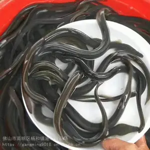 �°�����������ֳ��-�����������ʲô-�������������������ֳ