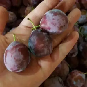 �����ͺ���÷���ط�����÷�統������˳���ٵ���÷��óɻ�