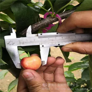 ��ũũҵ ����ӣ����Ʒ������ӣ���� ��������ϵ�޽ӳ��ƺ�