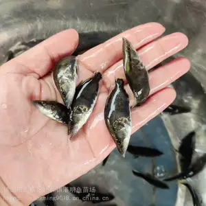 苗场养殖 3-7公分桂花鱼 翘嘴鱖鱼鱼苗 全国供应