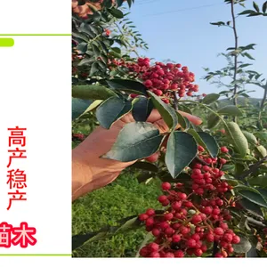大红袍花椒苗 0.5公分-1公分花椒苗 荒山坡地栽种
