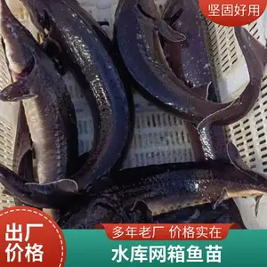 山东泰安本地鲤鱼苗鲟鱼鱼苗养殖场 活水车配送 有效减少运输伤亡