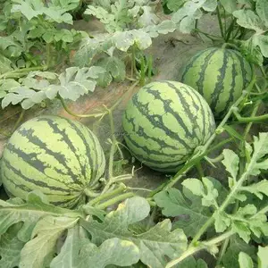 ˮ���� Ӧ �� ȫ�� �����;Ƶ� ʳ�� ��λˮ������ˮ�������г�
