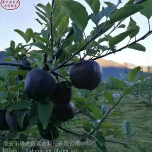 ƻ����۸�123ƻ������۸�1����ƻ����