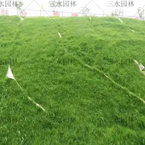 广州边坡绿化花灌木种子河源草籽惠州草种供应