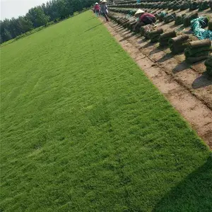 结缕草草坪草皮批发 抗旱耐盐碱耐水湿草坪 铺设运动场 园林绿化草地草坪 价格合理 欢迎订购