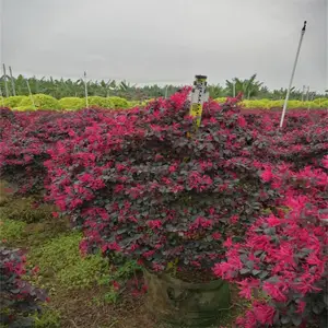 黄冈红花继木球 喜砂质土壤 绿化色块苗喜温暖湿润