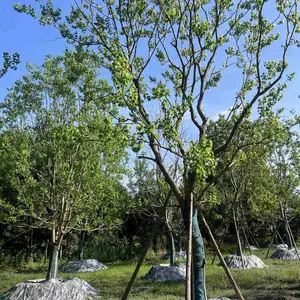 乌桕工程绿化苗木批发 15-30公分乌桕价格表 成都乌桕种植基地直供 一手货源