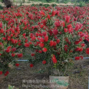 供应红千层 串钱柳 漳州红千层苗价格 3-10公分串钱柳园林行道绿化