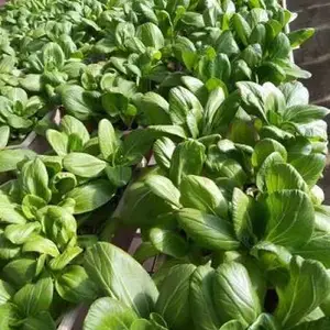 满洲里***有机小青菜供应商