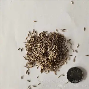 �����²ɲ�ƺ���� ����é���� ��ѿ*** �۸���� ***