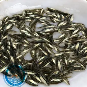 通化优鲈三号鲈鱼苗少病害 广州宝悦鱼苗