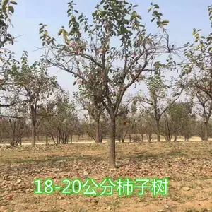 出售15公分柿子树+15公分柿子树产地报价+今年15公分柿子树价格
