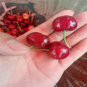 һվ���� ˧������ ����ӣ���� ��ľ��ɢ�� ����ӣ����