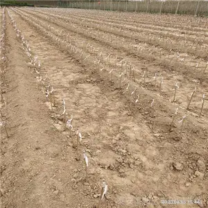1����ʯ���� �߲�ʯ���� ʯ������ һ��