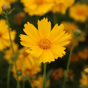 北京绿鑫花种金鸡菊
