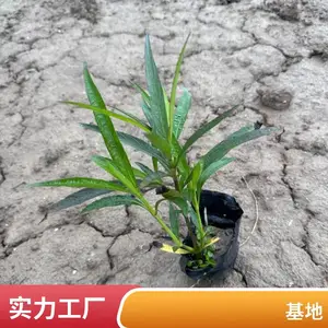 ������«�������辰С�� ���� ��ƶ�����ǿ ԰���̻� �ر������쾰��
